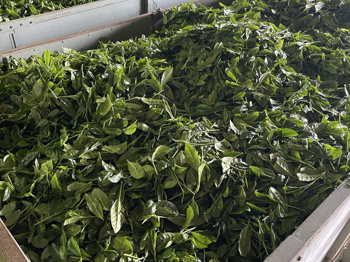 製茶場に運ばれた生葉