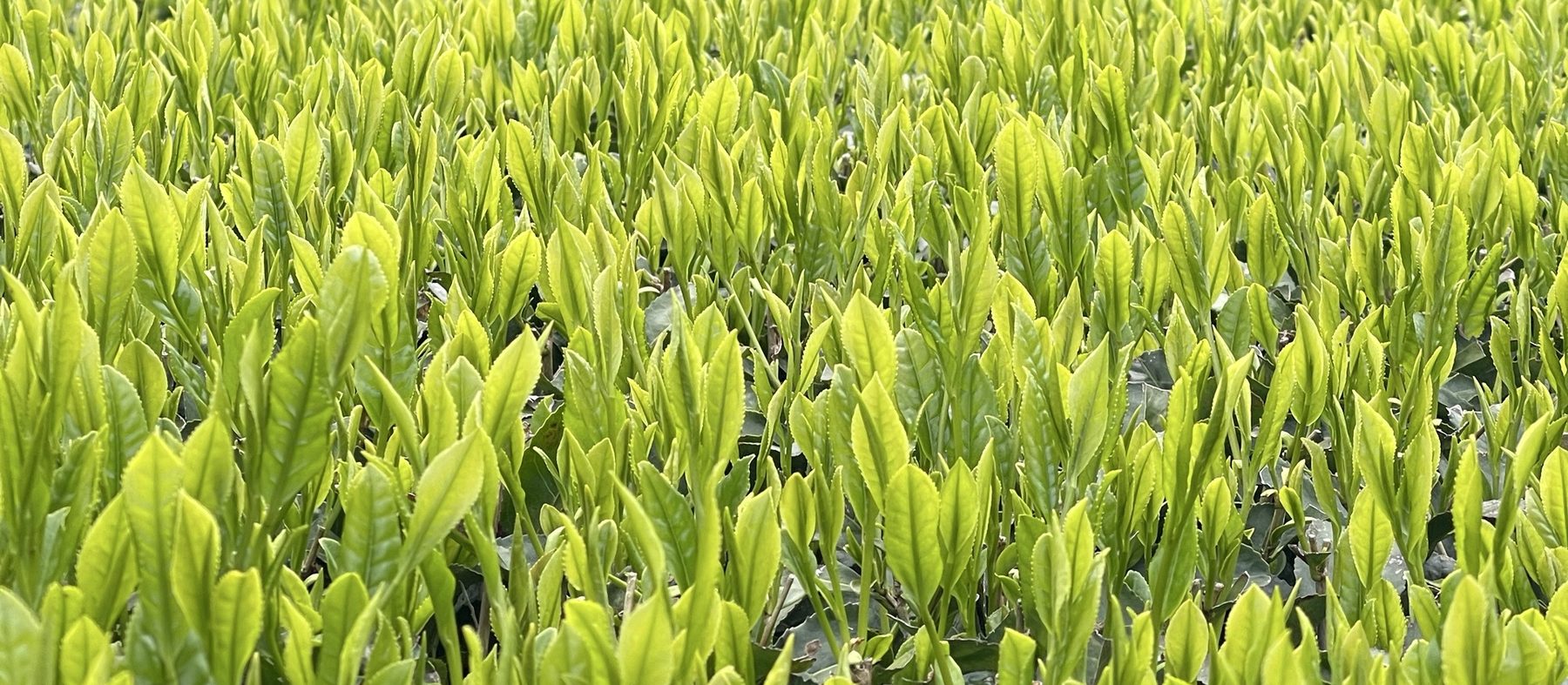 一番茶の新芽